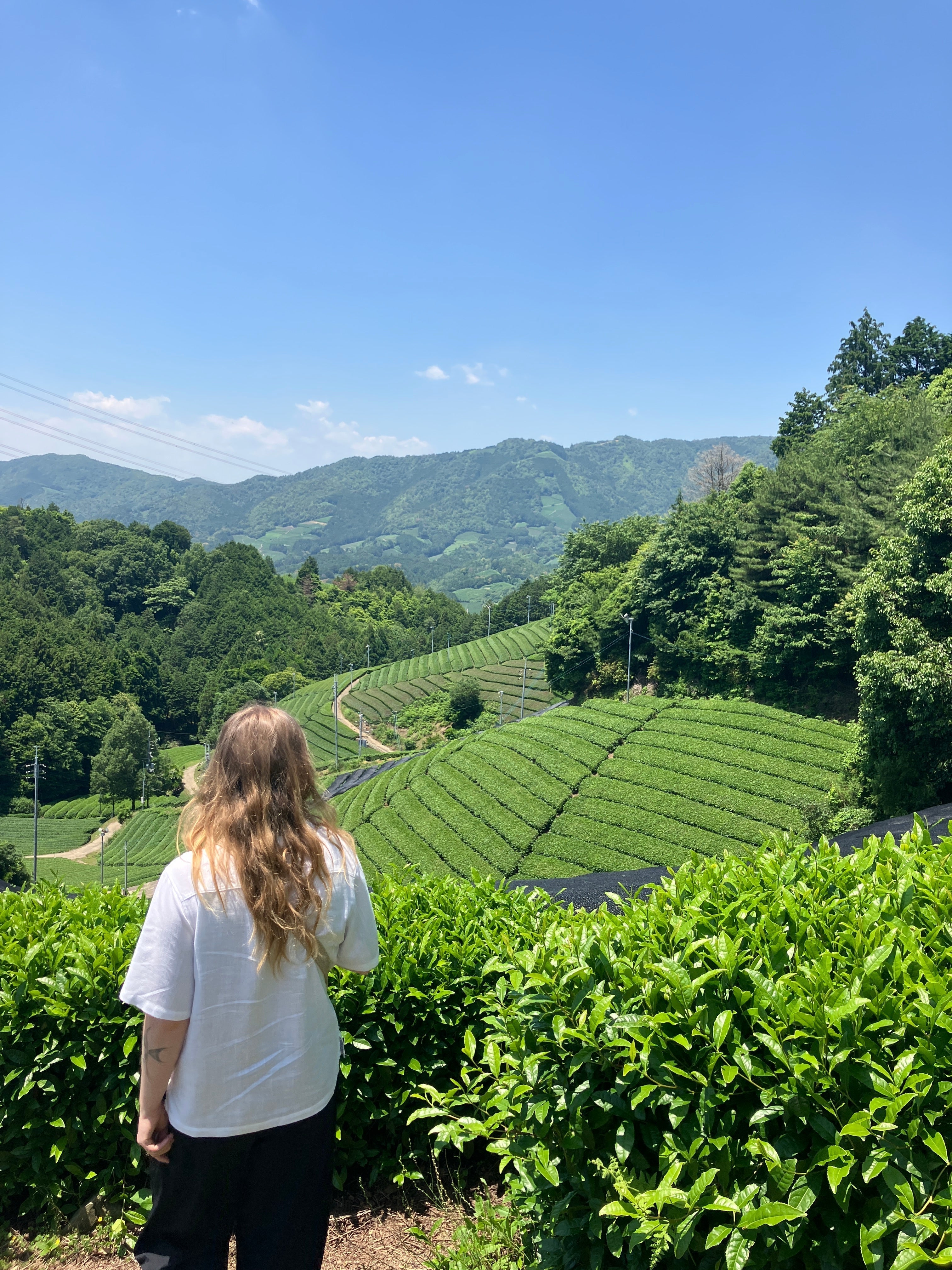 Matcha certifié JAS : quel engagement ? 🍵 - KEROLI MATCHA