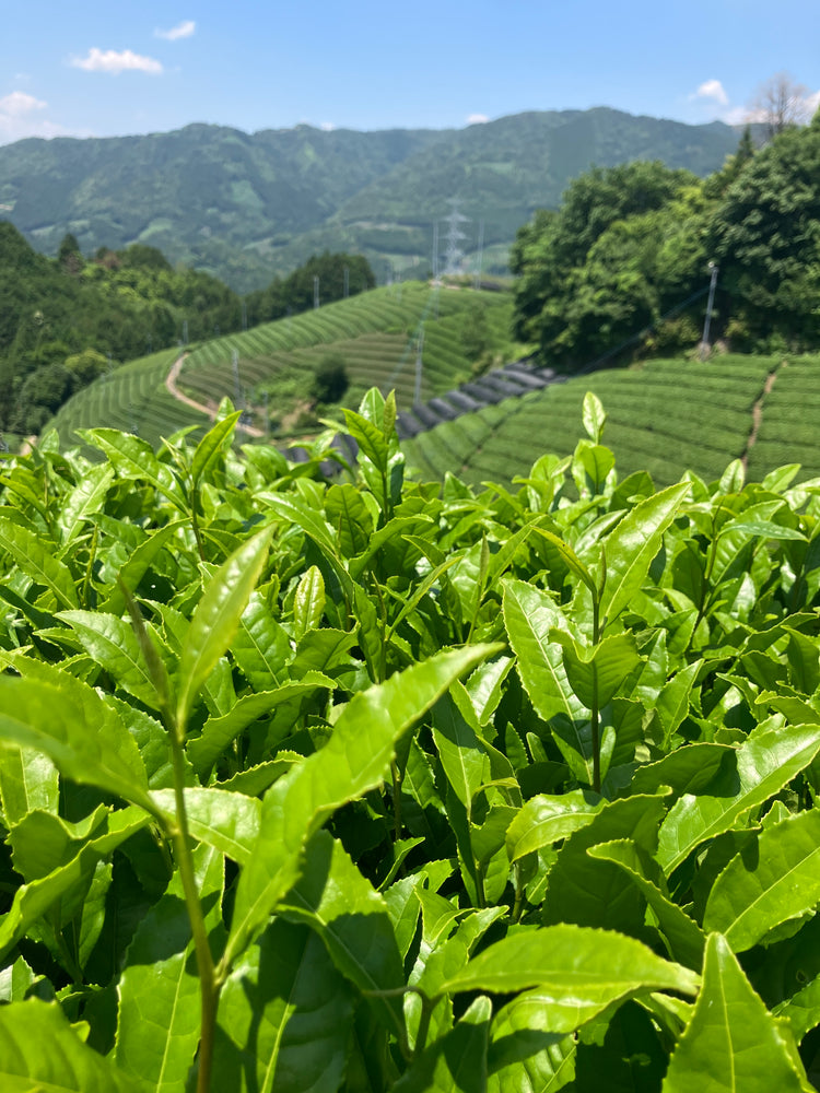 Champs de matcha